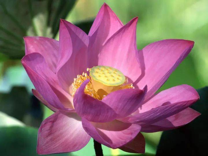 人民币上的花<strong></p>
<p>上交易所的币是真币吗</strong>，你家养了吗？