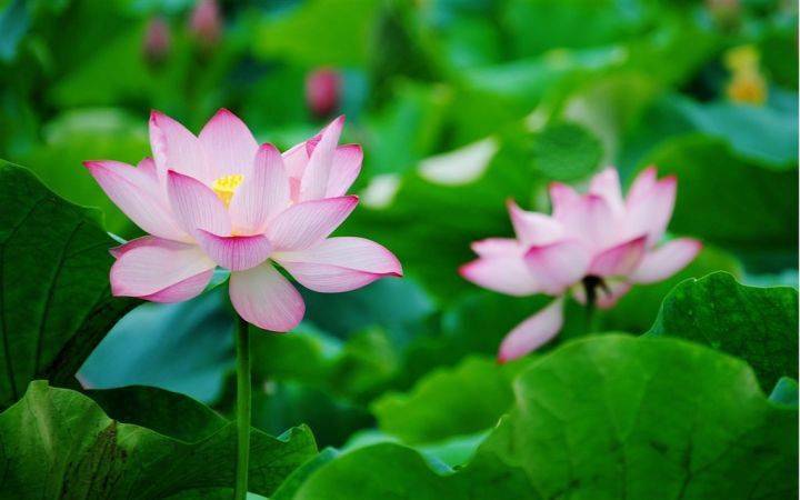 人民币上的花<strong></p>
<p>上交易所的币是真币吗</strong>，你家养了吗？