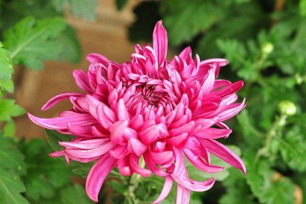 人民币上的花<strong></p>
<p>上交易所的币是真币吗</strong>，你家养了吗？