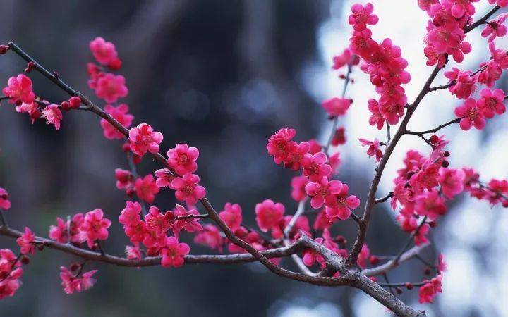 人民币上的花<strong></p>
<p>上交易所的币是真币吗</strong>，你家养了吗？
