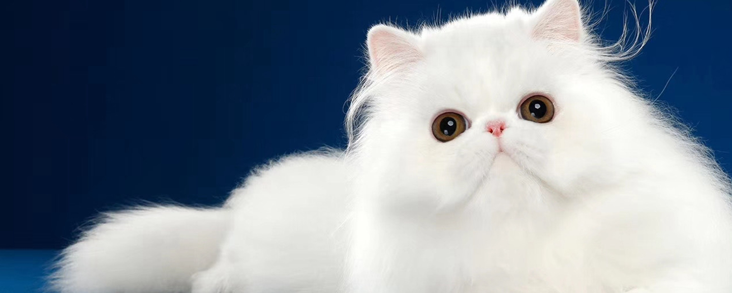 猫猫的种类有哪些<strong></p>
<p>货币的种类</strong>？