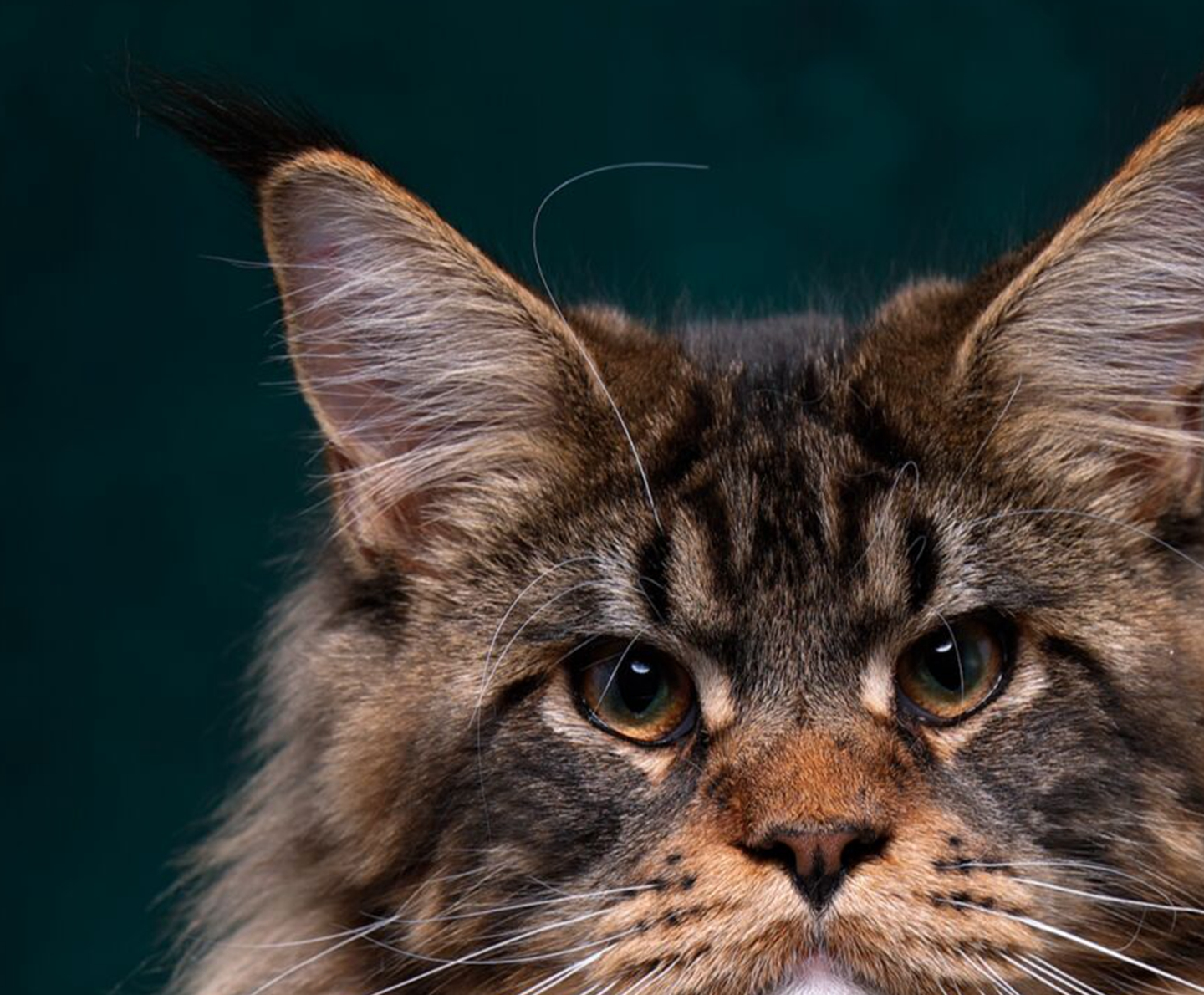 猫猫的种类有哪些<strong></p>
<p>货币的种类</strong>？
