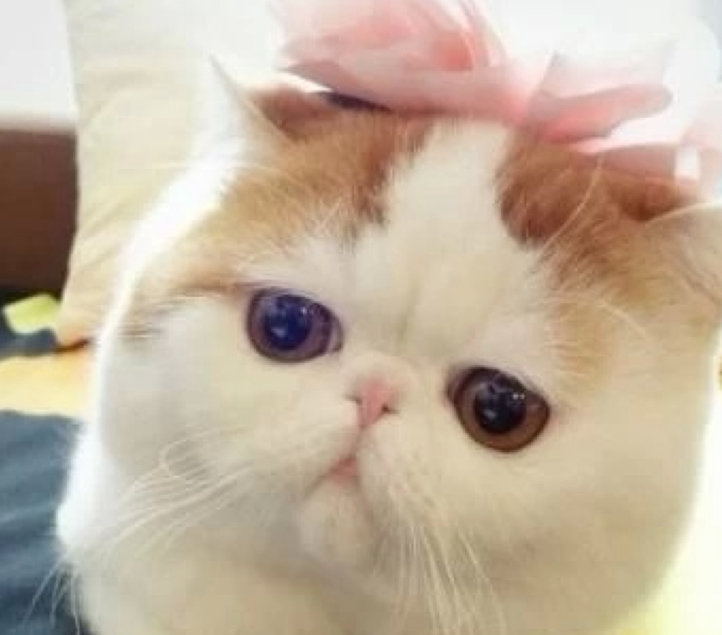 猫猫的种类有哪些<strong></p>
<p>货币的种类</strong>？
