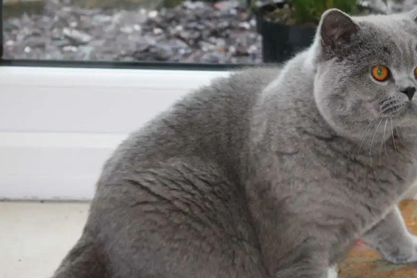 猫猫的种类有哪些<strong></p>
<p>货币的种类</strong>？