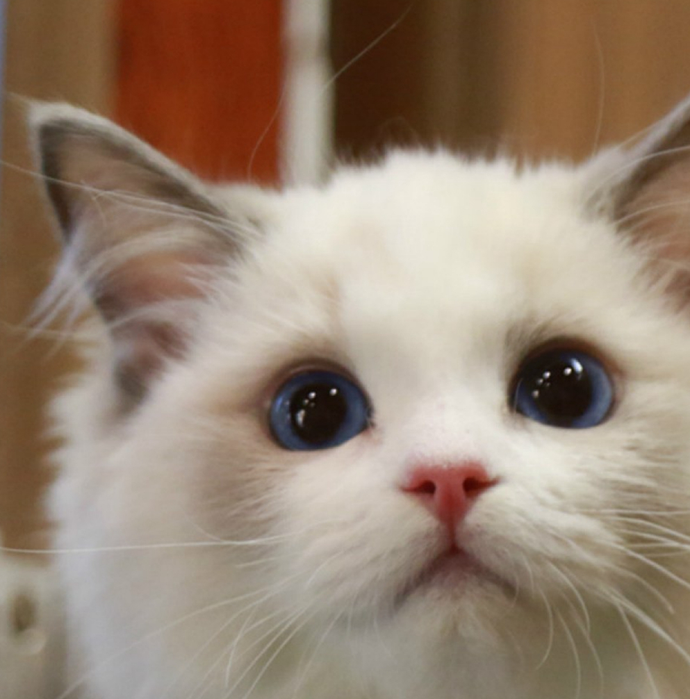 猫猫的种类有哪些<strong></p>
<p>货币的种类</strong>？
