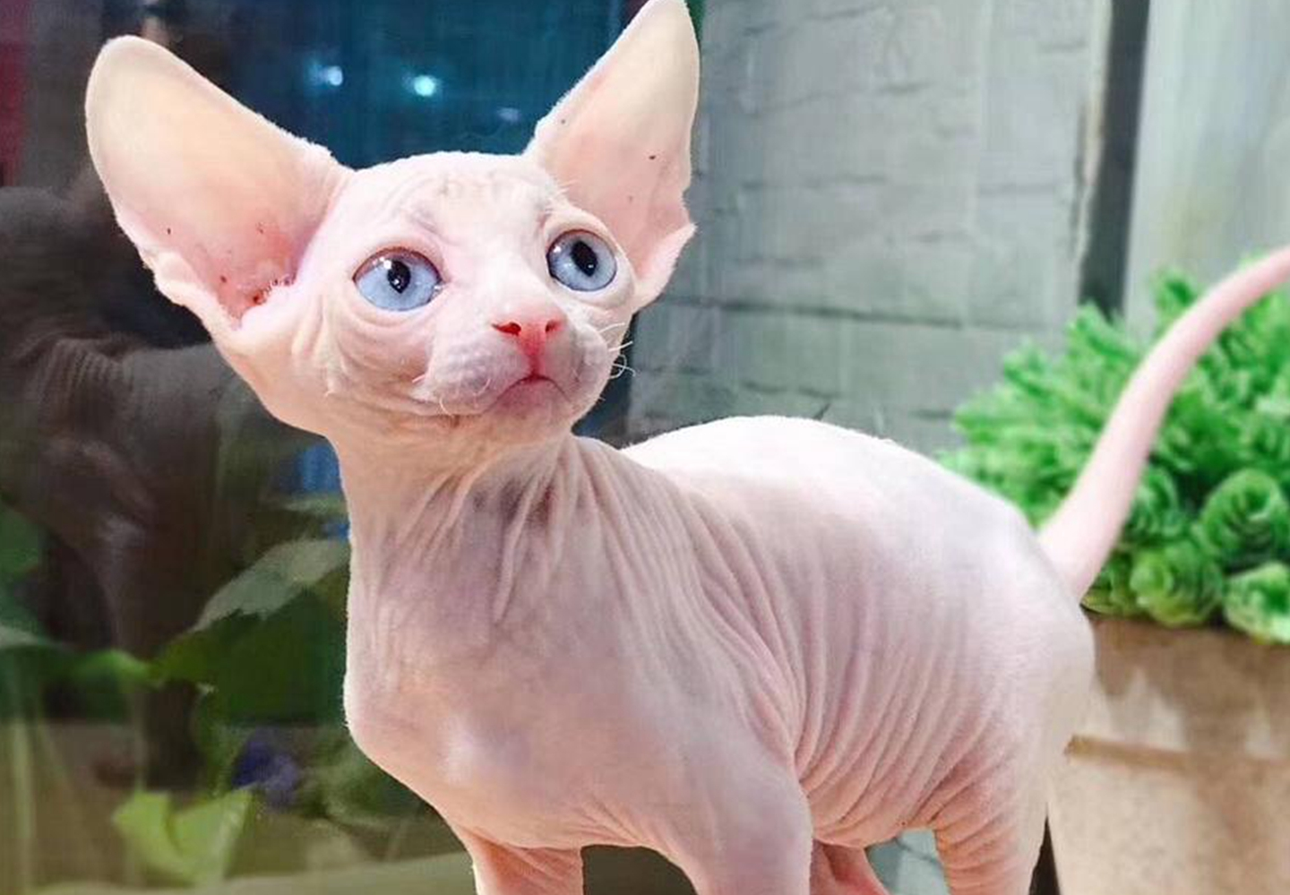 猫猫的种类有哪些<strong></p>
<p>货币的种类</strong>？