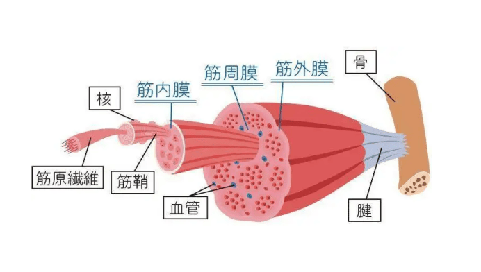 筋膜枪十大品牌排行榜：2024十款超高价值品牌推荐