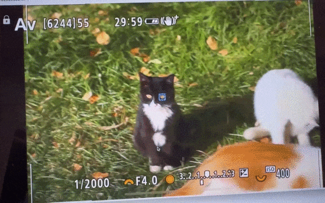 宠物摄影全能多面手 佳能EOS R6 II记录萌宠生活