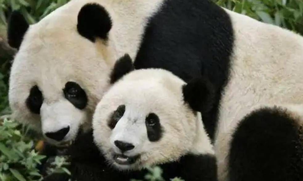 64只大熊猫海外打工<strong></p>
<p>2018年币圈千倍币</strong>，每年赚回34亿人民币，商业价值20年翻500倍