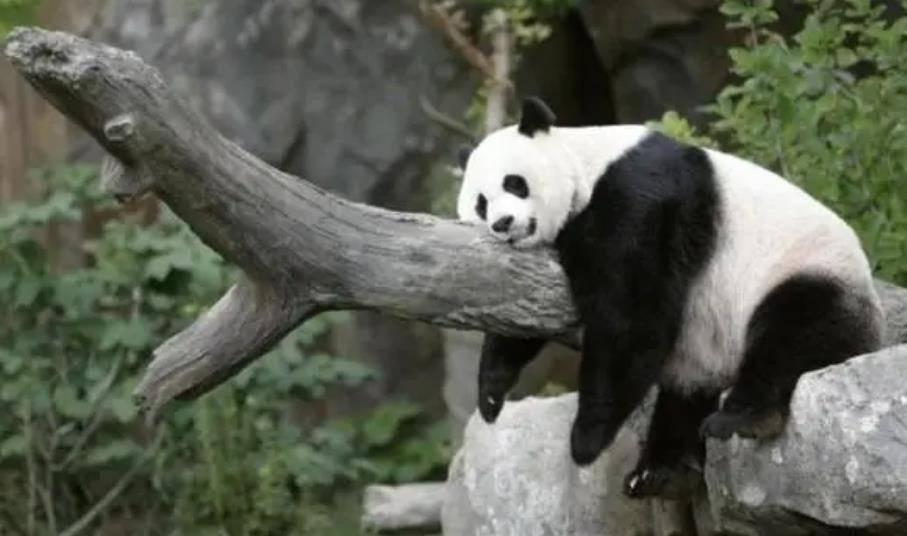 64只大熊猫海外打工<strong></p>
<p>2018年币圈千倍币</strong>，每年赚回34亿人民币，商业价值20年翻500倍