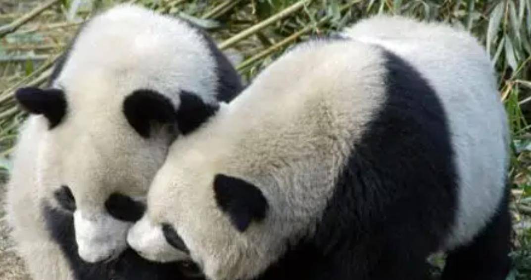 64只大熊猫海外打工<strong></p>
<p>2018年币圈千倍币</strong>，每年赚回34亿人民币，商业价值20年翻500倍