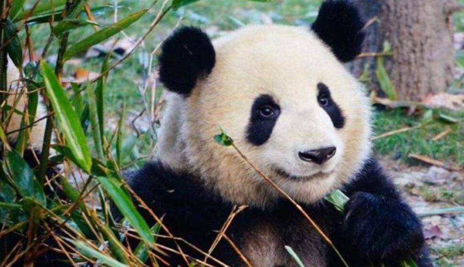 64只大熊猫海外打工<strong></p>
<p>2018年币圈千倍币</strong>，每年赚回34亿人民币，商业价值20年翻500倍