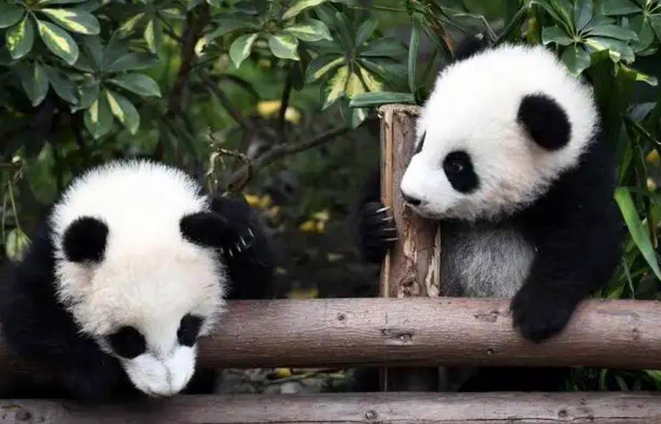 64只大熊猫海外打工<strong></p>
<p>2018年币圈千倍币</strong>，每年赚回34亿人民币，商业价值20年翻500倍