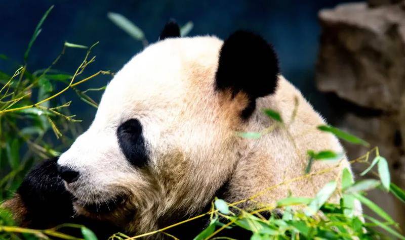 64只大熊猫海外打工<strong></p>
<p>2018年币圈千倍币</strong>，每年赚回34亿人民币，商业价值20年翻500倍