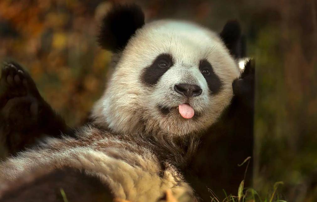 64只大熊猫海外打工<strong></p>
<p>2018年币圈千倍币</strong>，每年赚回34亿人民币，商业价值20年翻500倍