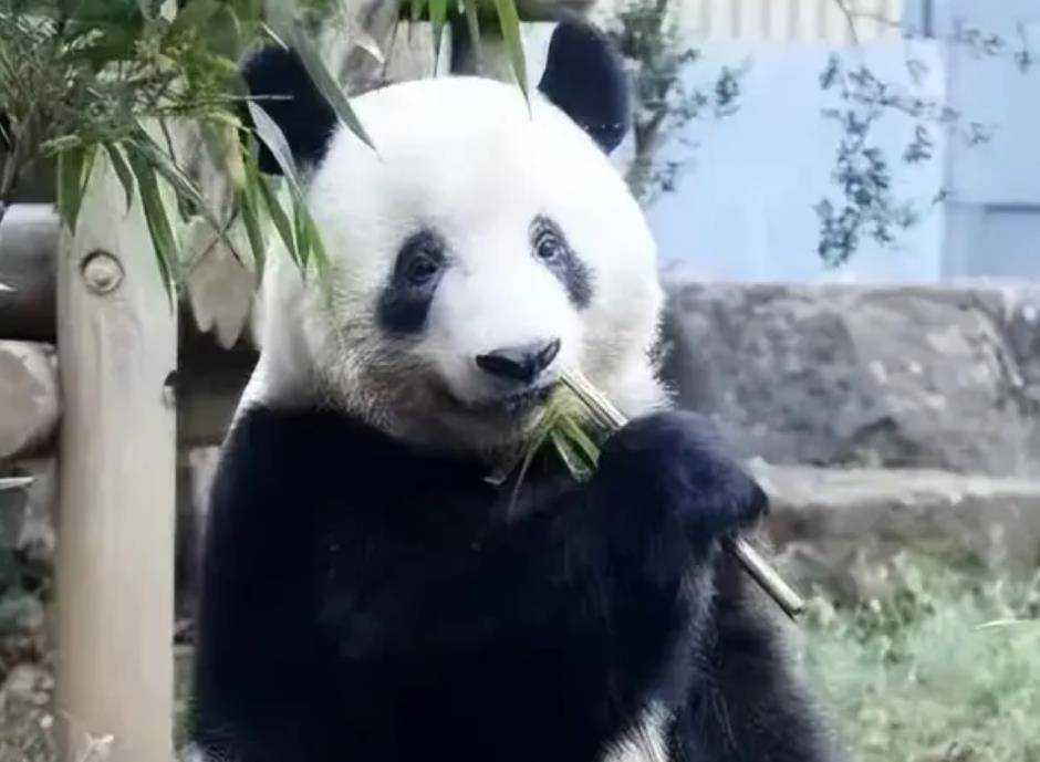 64只大熊猫海外打工<strong></p>
<p>2018年币圈千倍币</strong>，每年赚回34亿人民币，商业价值20年翻500倍