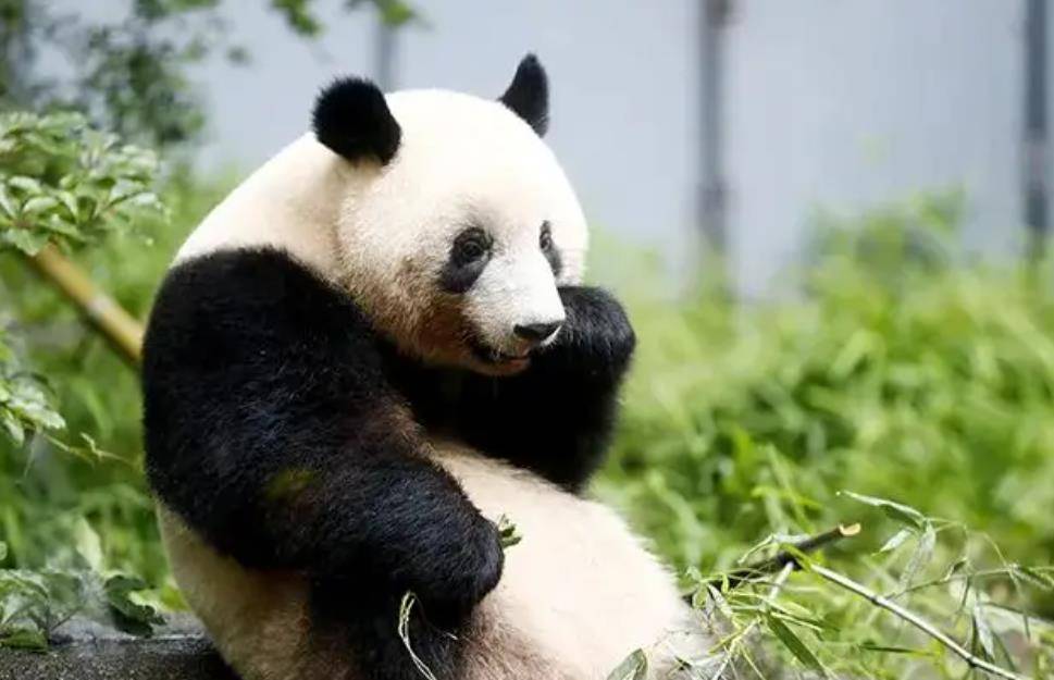 64只大熊猫海外打工<strong></p>
<p>2018年币圈千倍币</strong>，每年赚回34亿人民币，商业价值20年翻500倍