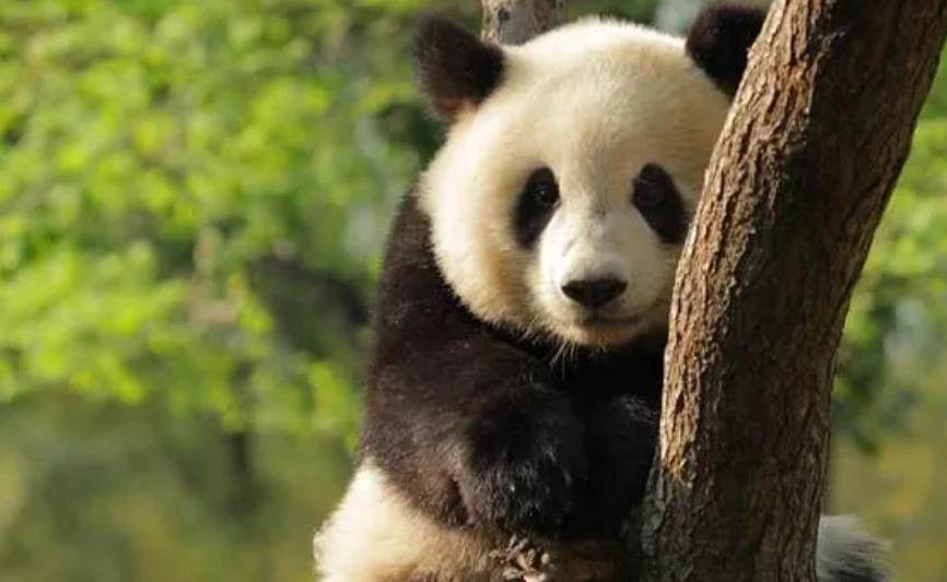 64只大熊猫海外打工<strong></p>
<p>2018年币圈千倍币</strong>，每年赚回34亿人民币，商业价值20年翻500倍