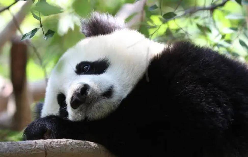 64只大熊猫海外打工<strong></p>
<p>2018年币圈千倍币</strong>，每年赚回34亿人民币，商业价值20年翻500倍