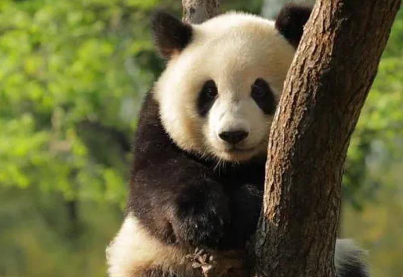 64只大熊猫海外打工<strong></p>
<p>2018年币圈千倍币</strong>，每年赚回34亿人民币，商业价值20年翻500倍