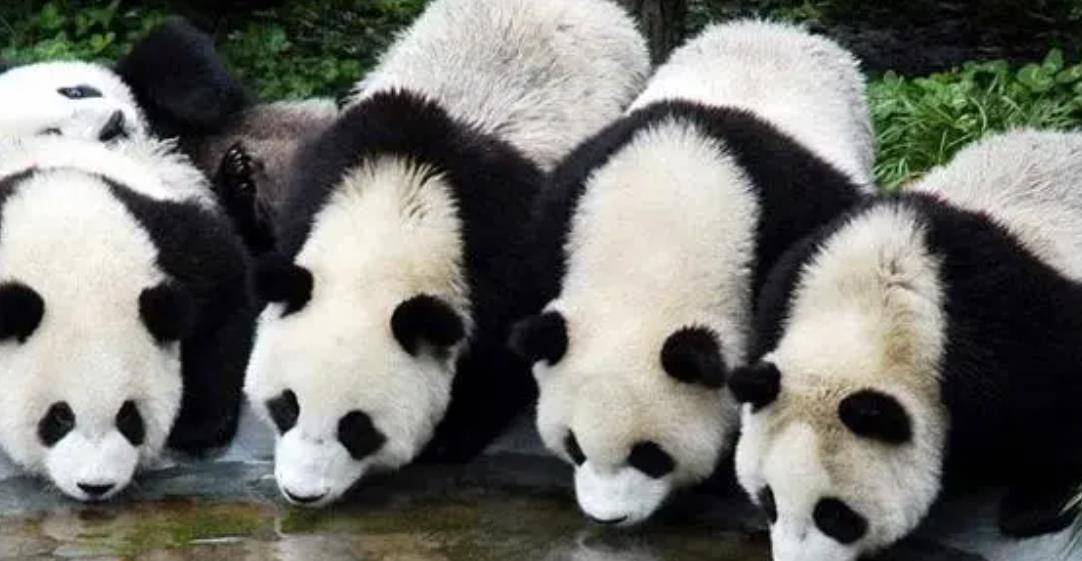 64只大熊猫海外打工<strong></p>
<p>2018年币圈千倍币</strong>，每年赚回34亿人民币，商业价值20年翻500倍