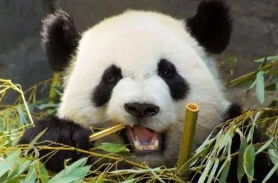 64只大熊猫海外打工<strong></p>
<p>2018年币圈千倍币</strong>，每年赚回34亿人民币，商业价值20年翻500倍