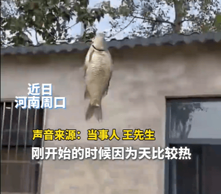 男子在家操控无人机钓鱼<strong></p>
<p>币币账户</strong>，当天就钓上十几条，当事人：不要轻易尝试，已被鱼拉下水十几个无人机