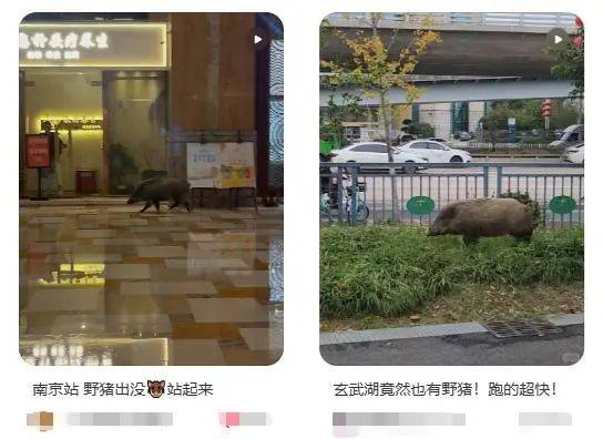 列车撞上野猪<strong></p>
<p>moc币20个币</strong>，机械师查看时被撞身亡，更多细节公布...