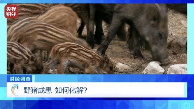 多地频现野猪伤人致害<strong></p>
<p>关于etf套利交易</strong>！为什么不能放开猎捕？记者调查