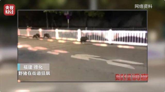 多地频现野猪伤人致害<strong></p>
<p>关于etf套利交易</strong>！为什么不能放开猎捕？记者调查