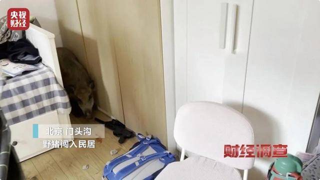 多地频现野猪伤人致害<strong></p>
<p>关于etf套利交易</strong>！为什么不能放开猎捕？记者调查
