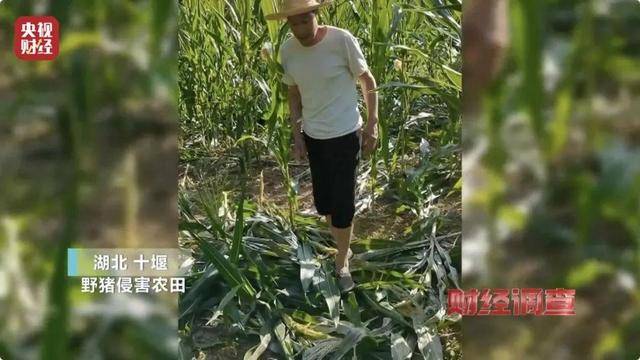 多地频现野猪伤人致害<strong></p>
<p>关于etf套利交易</strong>！为什么不能放开猎捕？记者调查
