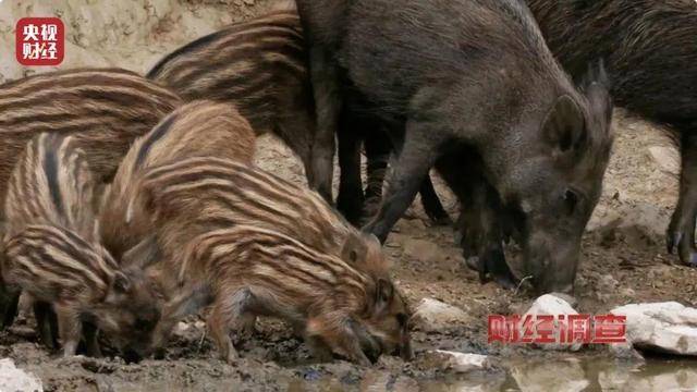 多地频现野猪伤人致害<strong></p>
<p>关于etf套利交易</strong>！为什么不能放开猎捕？记者调查