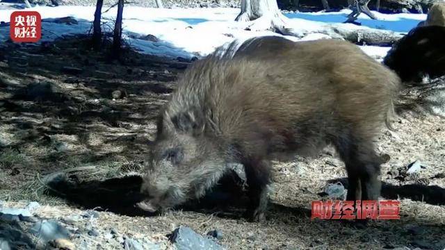 多地频现野猪伤人致害<strong></p>
<p>关于etf套利交易</strong>！为什么不能放开猎捕？记者调查