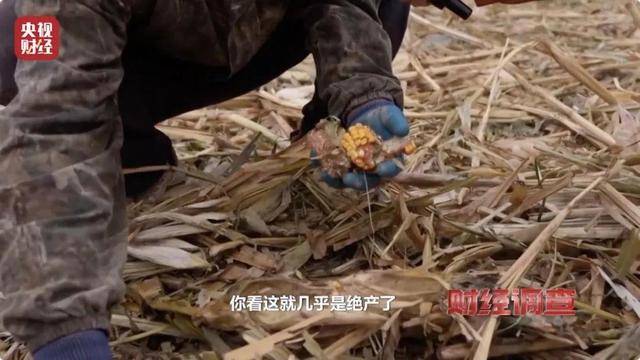 多地频现野猪伤人致害<strong></p>
<p>关于etf套利交易</strong>！为什么不能放开猎捕？记者调查