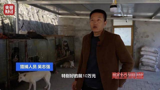 多地频现野猪伤人致害<strong></p>
<p>关于etf套利交易</strong>！为什么不能放开猎捕？记者调查