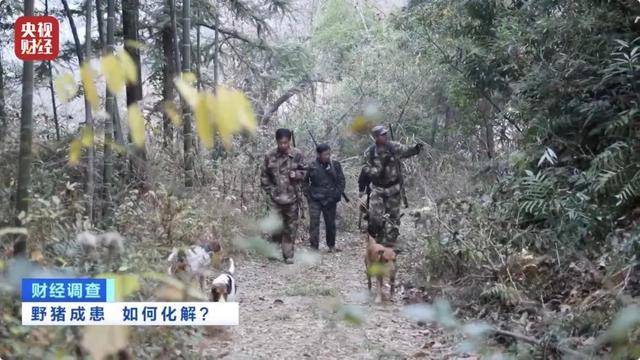 多地频现野猪伤人致害<strong></p>
<p>关于etf套利交易</strong>！为什么不能放开猎捕？记者调查