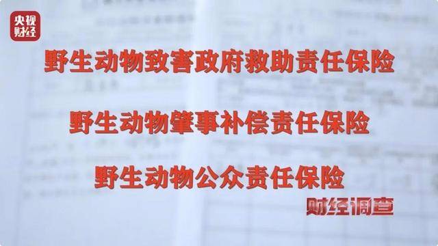 多地频现野猪伤人致害<strong></p>
<p>关于etf套利交易</strong>！为什么不能放开猎捕？记者调查