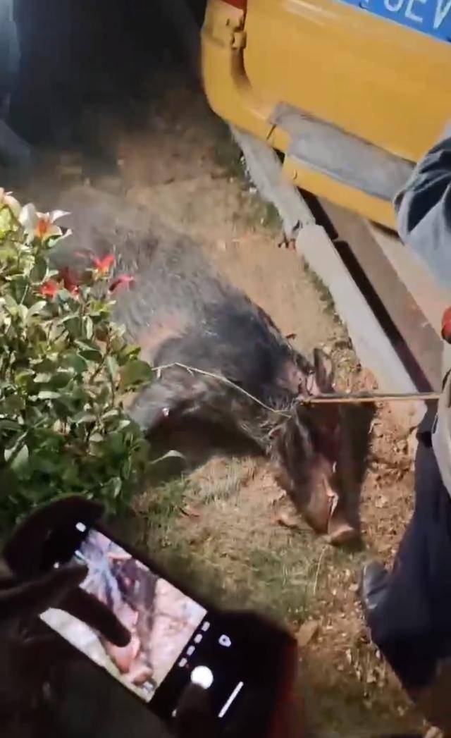 江西一高校惊现野猪<strong></p>
<p>可以交易公信宝的网站</strong>，最后在食堂被成功抓获