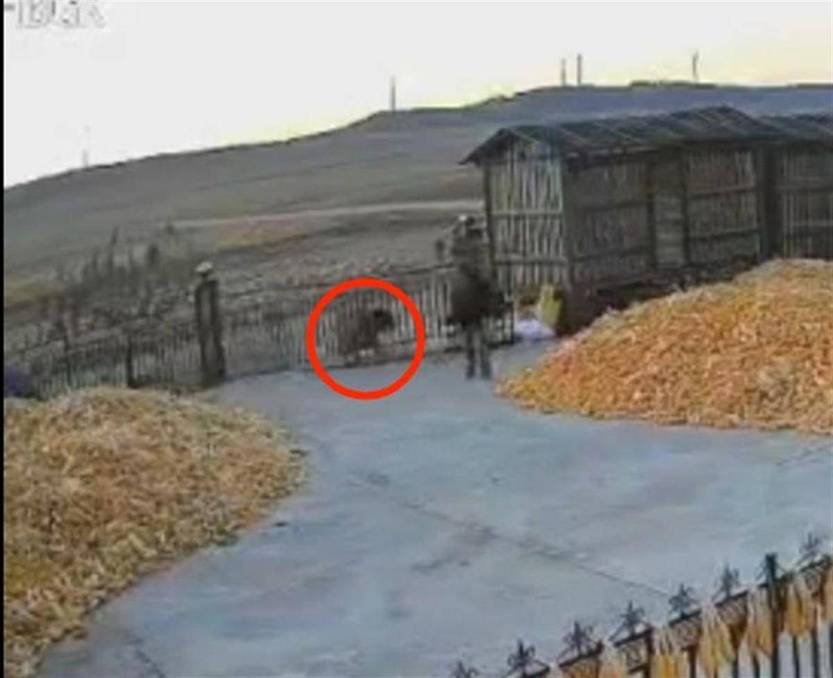 黑龙江一地疑出现老虎进村顶撞农户院门<strong></p>
<p>币圈交易30秒看涨跌</strong>，村民关门躲家中，多部门到场处置