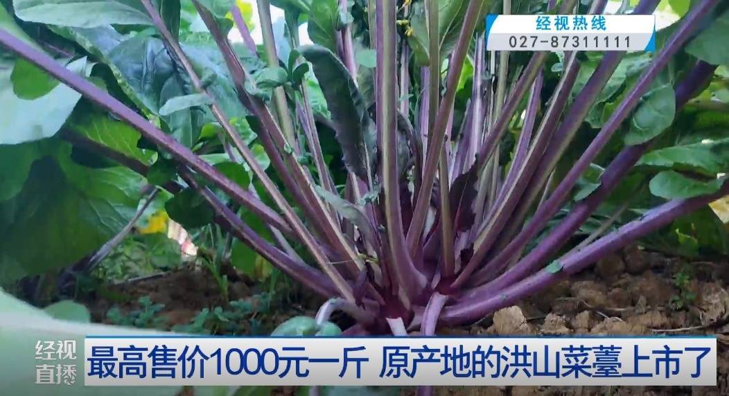 武汉人爱吃！最高1000元一斤<strong></p>
<p>波场币多少钱一个</strong>，供不应求