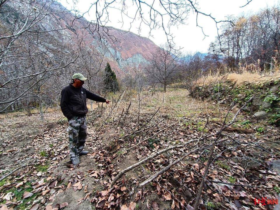 揭秘“野猪猎捕队”丨海拔3000米高山密林<strong></p>
<p>货币的时间价值</strong>，记者跟队直击猎捕野猪全过程