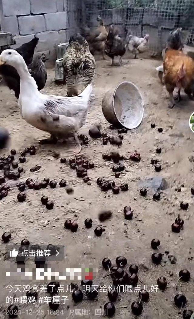 车厘子喂鸡惹争议 四川汉源果农回应：旧视频<strong></p>
<p>binance查询币价</strong>，喂鸡的是“次果”
