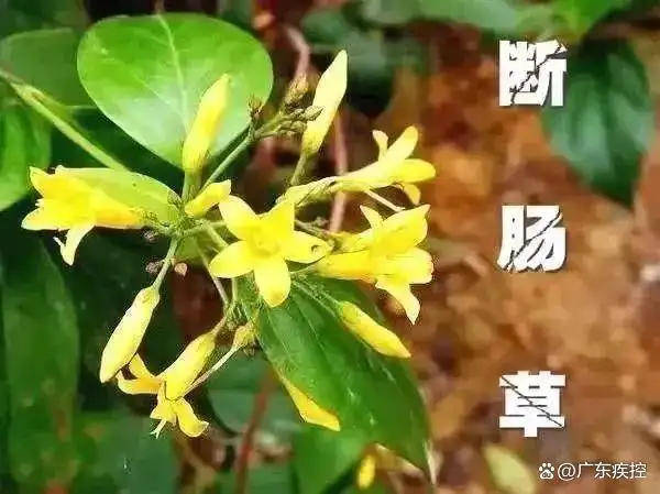 广东一老人买药材煲汤中毒身亡 当地：店铺误售断肠草<strong></p>
<p>gxs币现在价格</strong>，老板被拘留