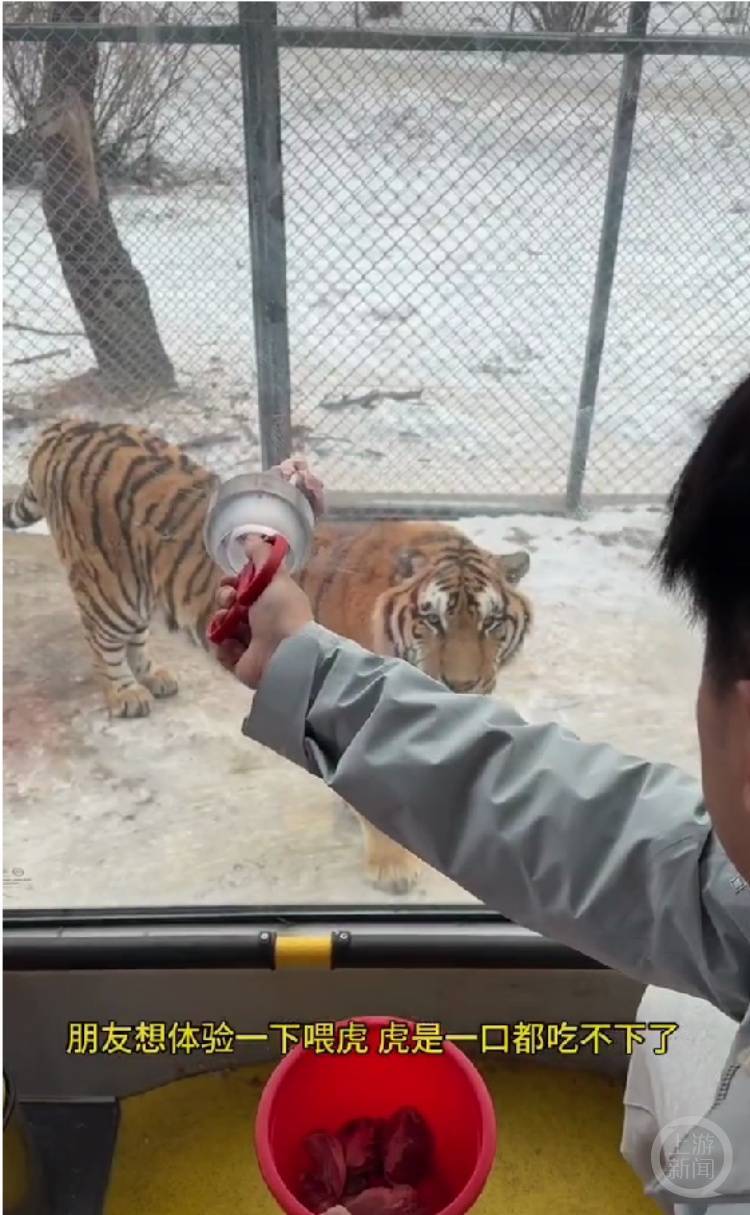 一口都吃不下？“南方小土豆”给哈尔滨的东北虎喂得都走不动道了<strong></p>
<p>gxs币现在价格</strong>！