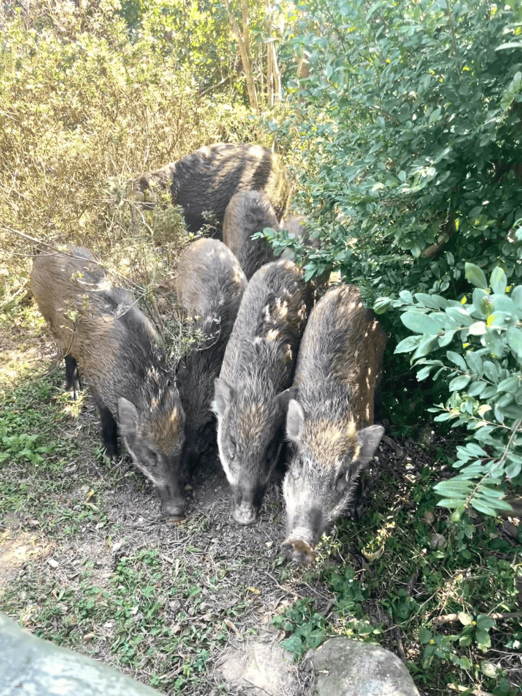 深圳梧桐山网红野猪下崽？市民拍到“一家人整整齐齐”<strong></p>
<p>债券交易业务包括</strong>，管理处：天天都有人投喂