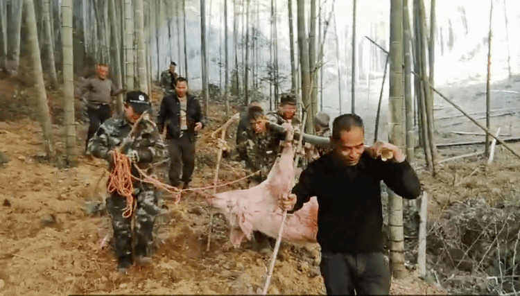 300多斤的猪跳过1.5米高钢板门<strong></p>
<p>债券现券交易收费标准</strong>，失踪26天，失主：找回时还有280多斤！