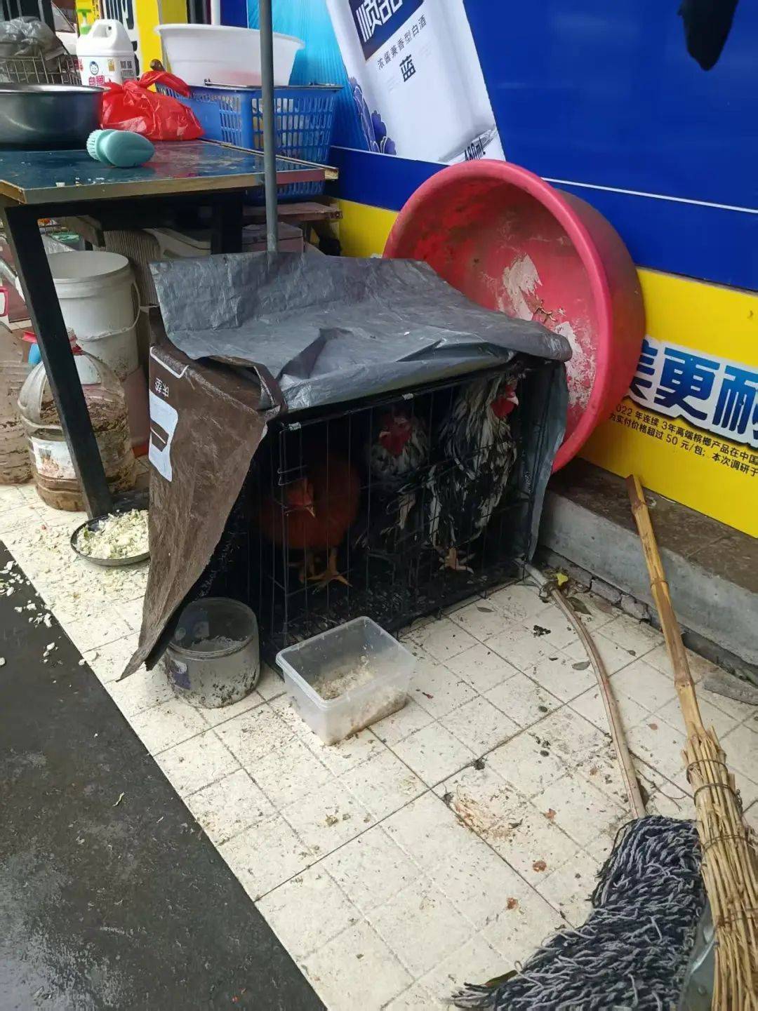 凌晨打鸣到天亮！长沙一小区超市养4只公鸡邻居难入睡<strong></p>
<p>原油期货一手</strong>，回应：尽快吃掉