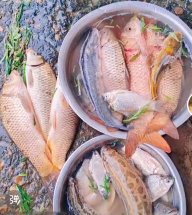 鄱阳湖退水大量鱼搁浅<strong></p>
<p>中国原油消耗</strong>，附近村民提盆捡鱼，渔政：不建议捡，禁止买卖