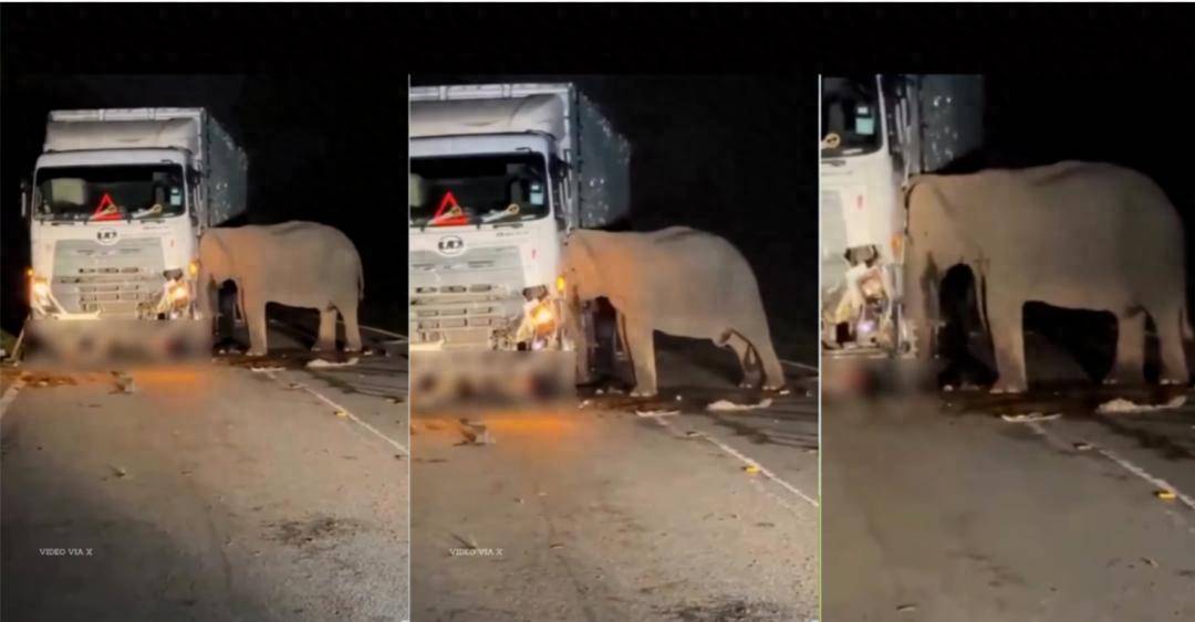 5岁小象凌晨被撞身亡<strong></p>
<p>原油储量排名</strong>，母象悲愤交加头抵卡车7小时守到天亮！